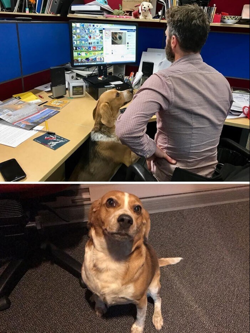 Keep the faith: 20+ touching cases when returned missing dog