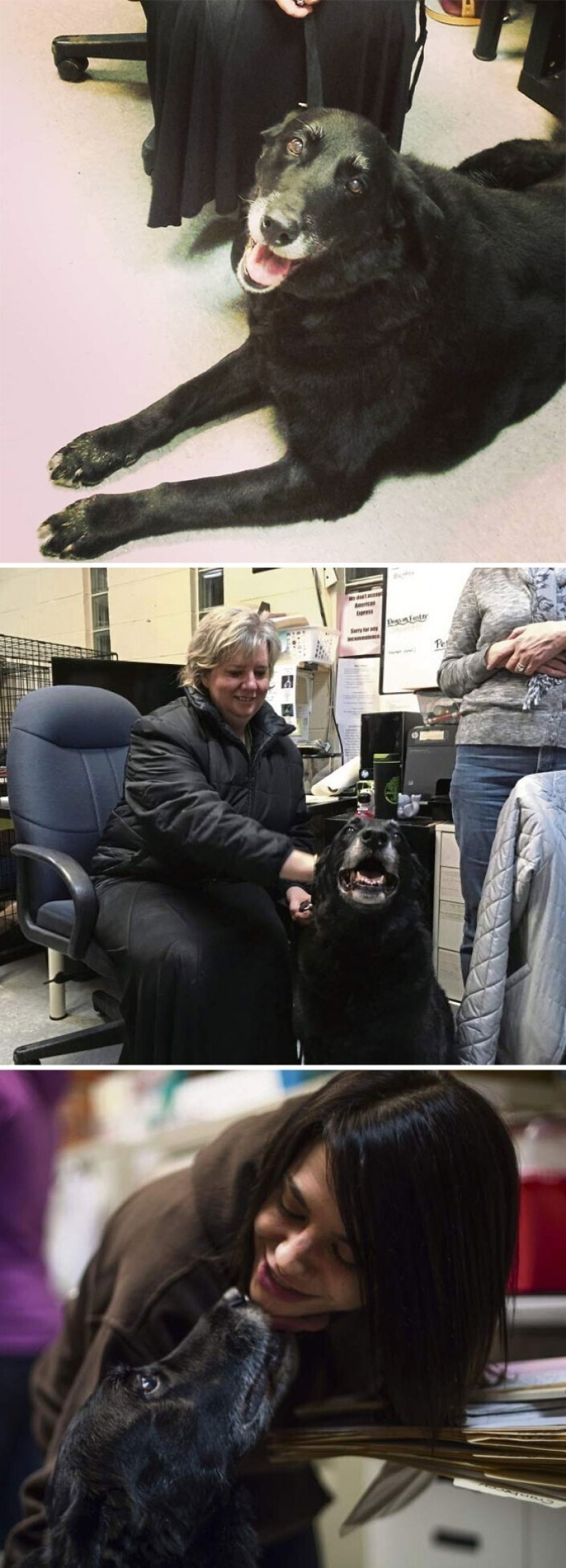 Keep the faith: 20+ touching cases when returned missing dog