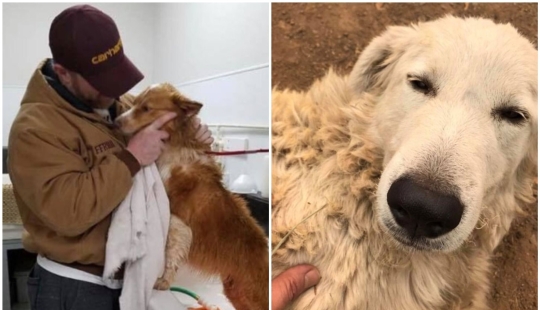 Keep the faith: 20+ touching cases when returned missing dog Keep the faith: 20+ touching cases when returned missing dog