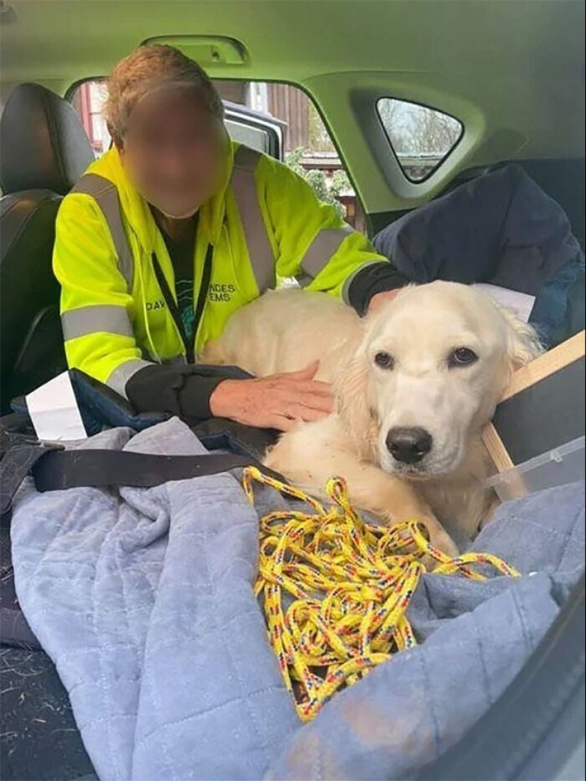 Keep the faith: 20+ touching cases when returned missing dog