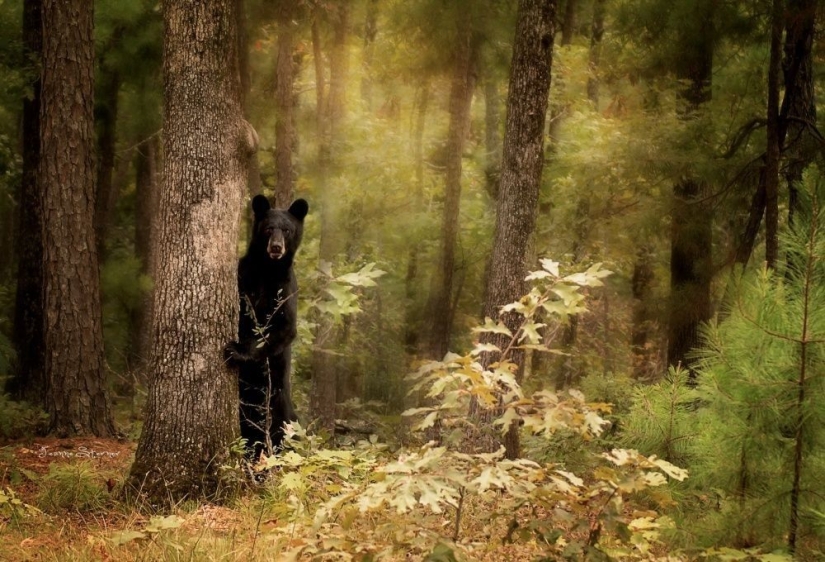 Keepers of the wood post