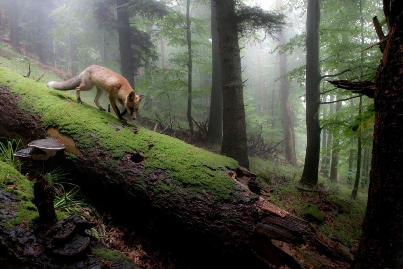 Keepers of the wood post