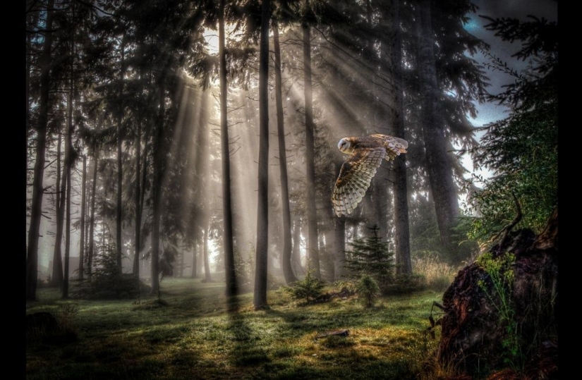 Keepers of the wood post