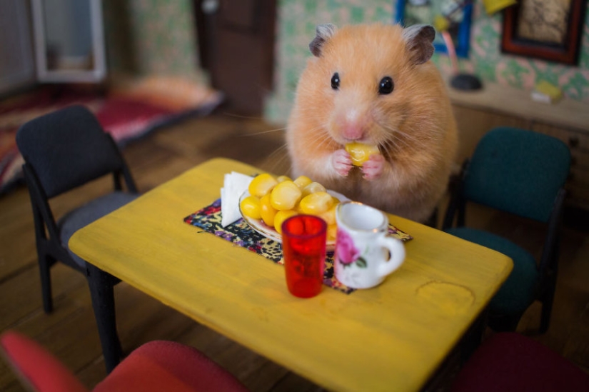 Khomyakopolis is a miniature hamster city that looks better than yours Khomyakopolis is a miniature hamster city that looks better than yours