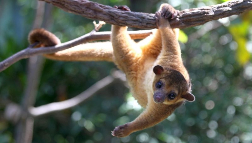 Kinkajou es un oso de miel que tiene una pequeña apariencia de mono. Kinkajou es un oso de miel que tiene una pequeña apariencia de mono.
