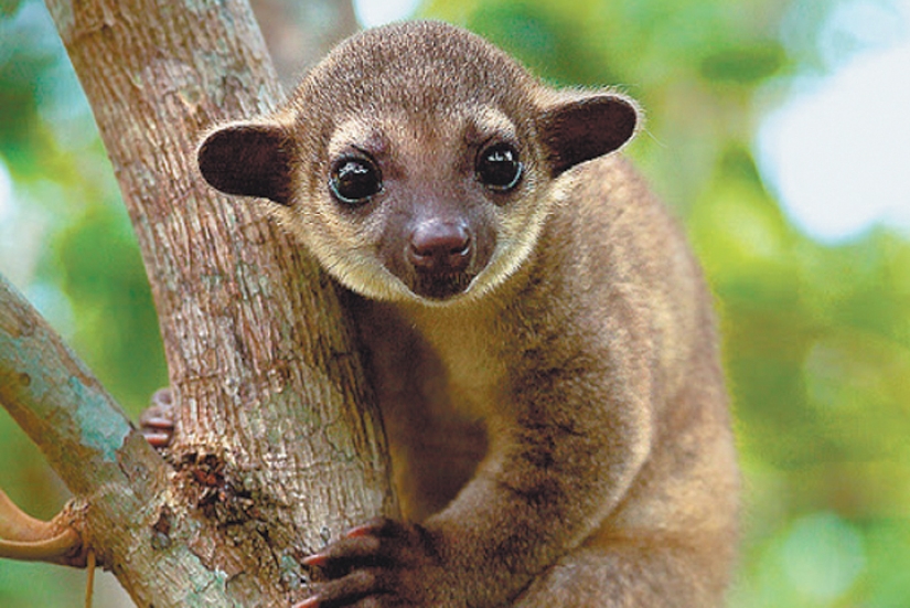 Kinkajou es un oso de miel que tiene una pequeña apariencia de mono. Kinkajou es un oso de miel que tiene una pequeña apariencia de mono.