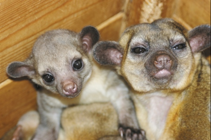 Kinkajou es un oso de miel que tiene una pequeña apariencia de mono. Kinkajou es un oso de miel que tiene una pequeña apariencia de mono.