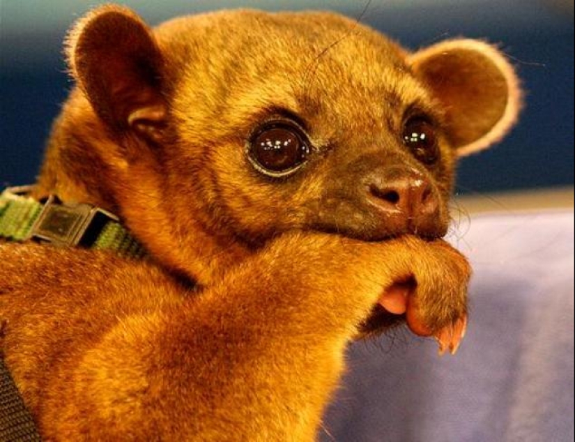 Kinkajou is a honey bear that is a little bit of a monkey.