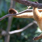 Kinkajou is a honey bear that is a little bit of a monkey.