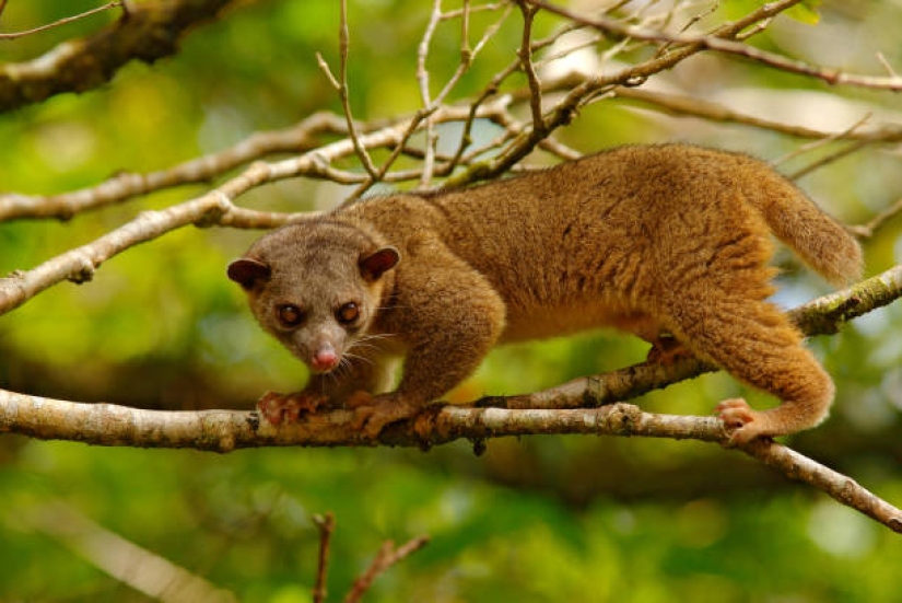 Kinkajou is a honey bear that is a little bit of a monkey.