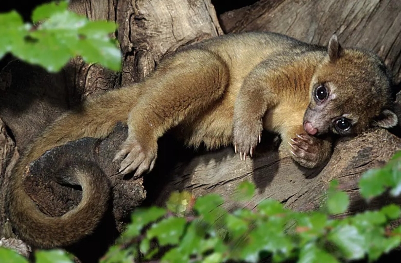 Kinkajou is a honey bear that is a little bit of a monkey.
