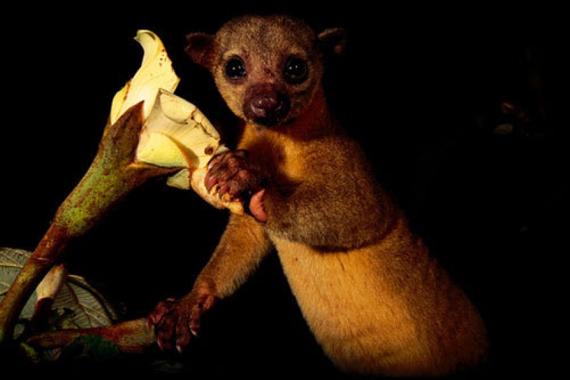 Kinkajou is a honey bear that is a little bit of a monkey.