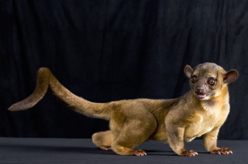 Kinkajou is a honey bear that is a little bit of a monkey.