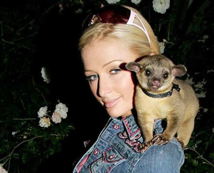 Kinkajou is a honey bear that is a little bit of a monkey.