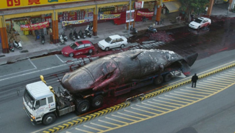 &quot;Kitostrofa&quot; en Taiwán: un gigante marino explotó en la calle