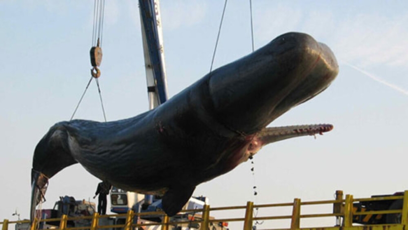 &quot;Kitostrofa&quot; en Taiwán: un gigante marino explotó en la calle
