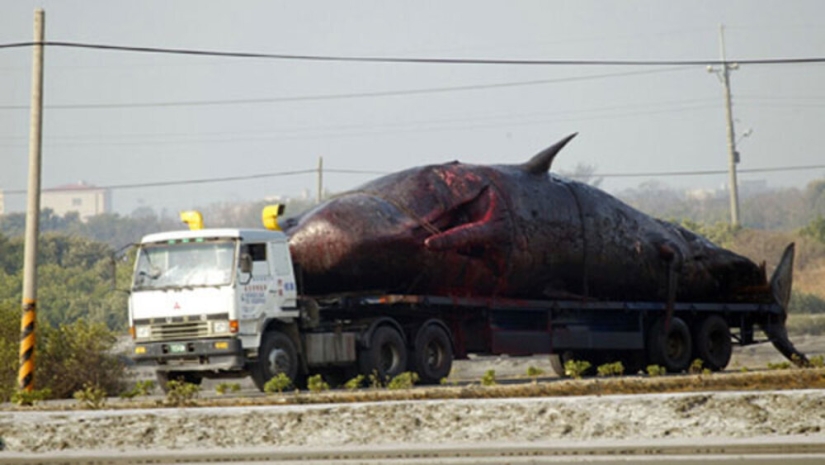 &quot;Kitostrofa&quot; en Taiwán: un gigante marino explotó en la calle