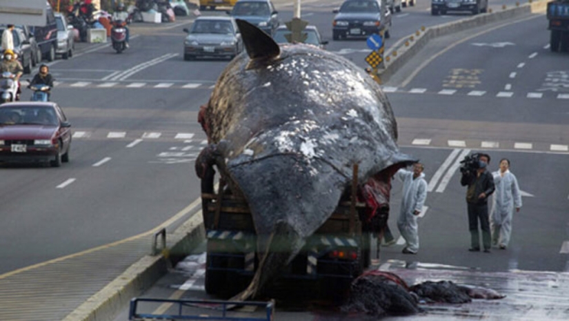&quot;Kitostrofa&quot; en Taiwán: un gigante marino explotó en la calle
