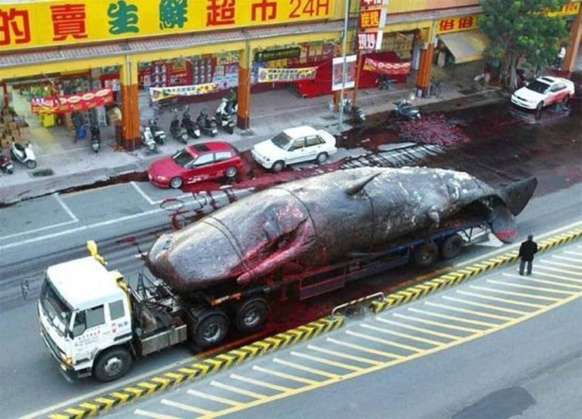 &quot;Kitostrofa&quot; en Taiwán: un gigante marino explotó en la calle