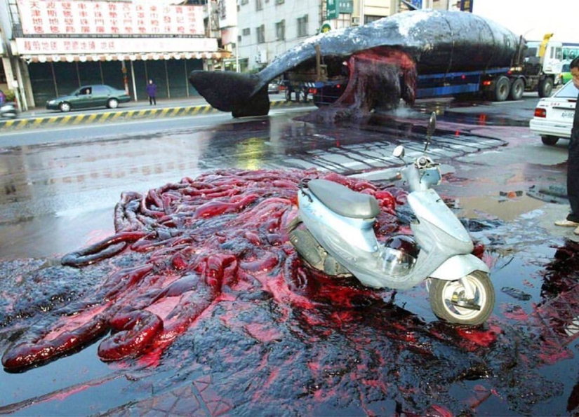 &quot;Kitostrofa&quot; en Taiwán: un gigante marino explotó en la calle