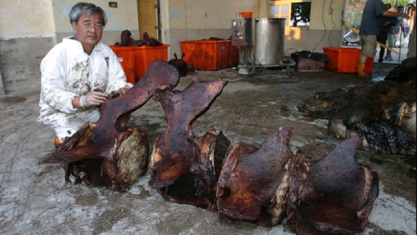 &quot;Kitostrofa&quot; en Taiwán: un gigante marino explotó en la calle