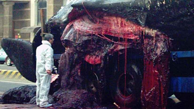 &quot;Kitostrofa&quot; in Taiwan - a sea giant exploded on the street