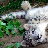 Kittens are predatory cats such mimimi Kittens are predatory cats such mimimi