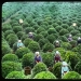 La administración de Bush para el consumidor: cómo se hizo la producción del té en Japón y el comienzo del siglo XX La administración de Bush para el consumidor: cómo se hizo la producción del té en Japón y el comienzo del siglo XX