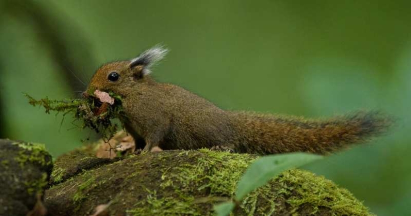 La ardilla de Whitehead: una pequeña monada de la isla de Borneo