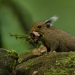 La ardilla de Whitehead: una pequeña monada de la isla de Borneo La ardilla de Whitehead: una pequeña monada de la isla de Borneo
