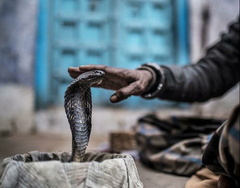 La belleza de los animales en 14 fotografías de Guru Charan La belleza de los animales en 14 fotografías de Guru Charan