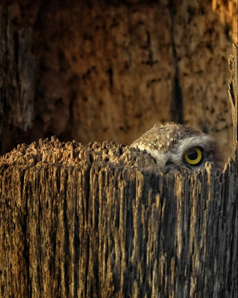 La belleza de los animales en 14 fotografías de Guru Charan La belleza de los animales en 14 fotografías de Guru Charan
