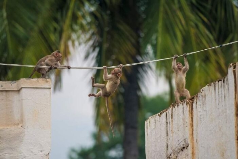 La belleza de los animales en 14 fotografías de Guru Charan La belleza de los animales en 14 fotografías de Guru Charan