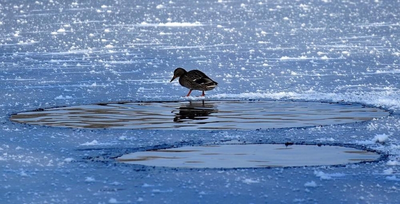 La belleza del invierno La belleza del invierno