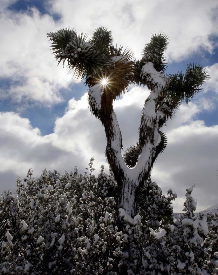 La belleza del invierno La belleza del invierno