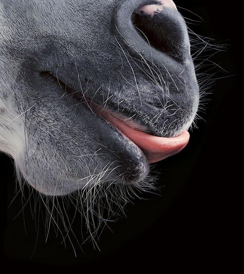 La gracia hermosos caballos en el proyecto Equus