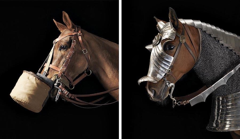 La gracia hermosos caballos en el proyecto Equus