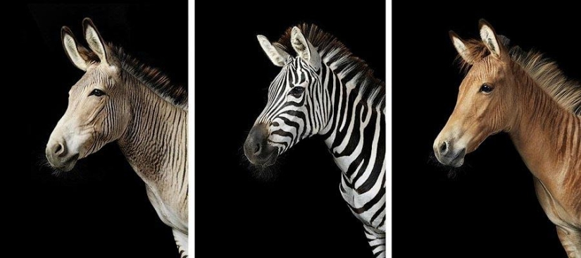La gracia hermosos caballos en el proyecto Equus