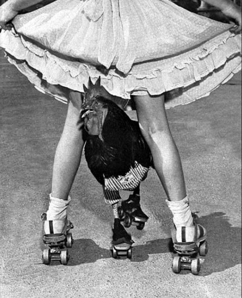 La historia de Buster, el gallo que podía patinar La historia de Buster, el gallo que podía patinar
