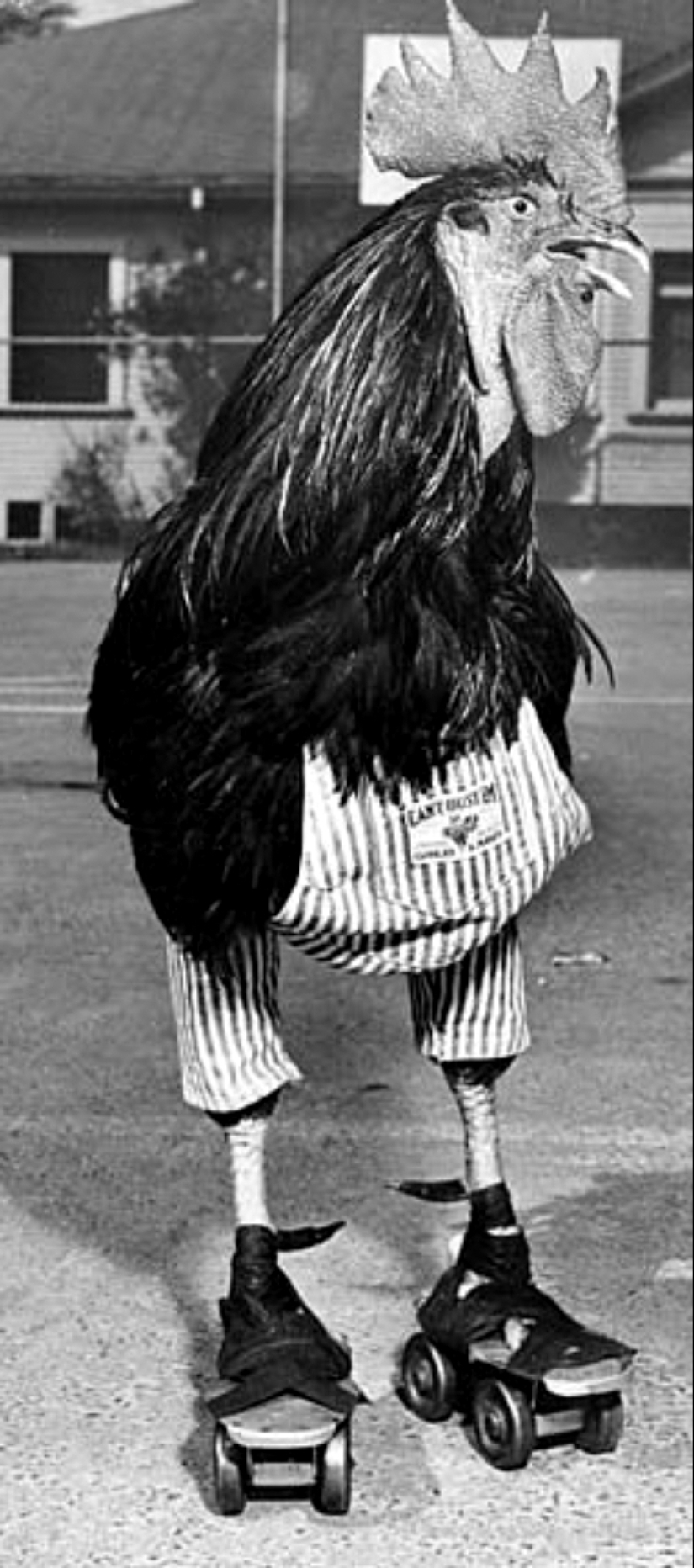 La historia de Buster, el gallo que podía patinar La historia de Buster, el gallo que podía patinar