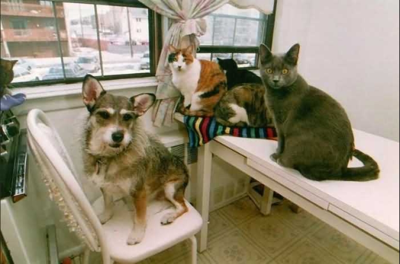 La historia de Ginny, una perra con un corazón de oro, que una vez se convirtió en el "Gato del Año" La historia de Ginny, una perra con un corazón de oro, que una vez se convirtió en el "Gato del Año"