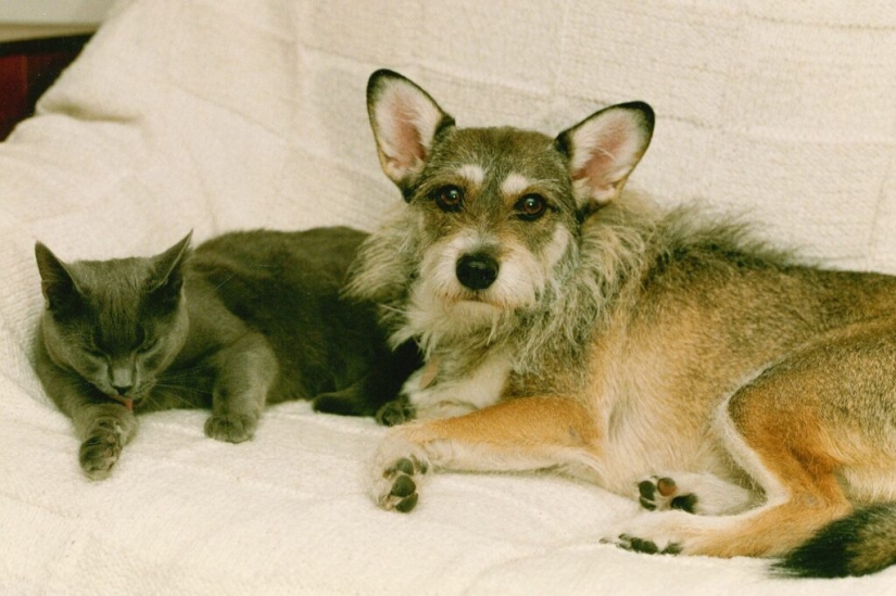 La historia de Ginny, una perra con un corazón de oro, que una vez se convirtió en el "Gato del Año" La historia de Ginny, una perra con un corazón de oro, que una vez se convirtió en el "Gato del Año"