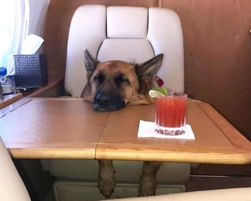 La historia de Gunther IV, el perro más rico del planeta