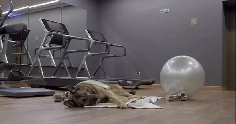 La historia de Gunther IV, el perro más rico del planeta