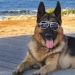 La historia de Gunther IV, el perro más rico del planeta La historia de Gunther IV, el perro más rico del planeta