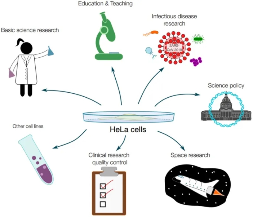 La historia de Henrietta Lacks, la mujer que revolucionó la ciencia mundial después de su muerte