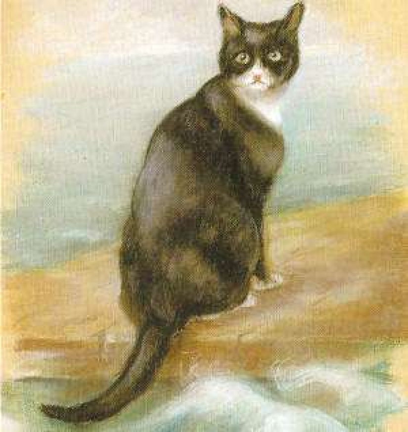 La historia de Sam, el gato marino que sobrevivió a tres barcos