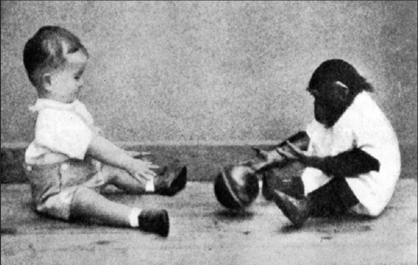 La historia de un niño llamado Donald y un chimpancé llamado Gua, quienes fueron sometidos a un experimento "perturbador" La historia de un niño llamado Donald y un chimpancé llamado Gua, quienes fueron sometidos a un experimento "perturbador"