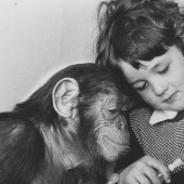 La historia de un niño llamado Donald y un chimpancé llamado Gua, quienes fueron sometidos a un experimento "perturbador"