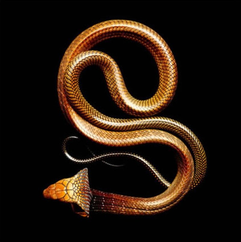 La increíble belleza de las serpientes venenosas en el proyecto fotográfico de Mark Light